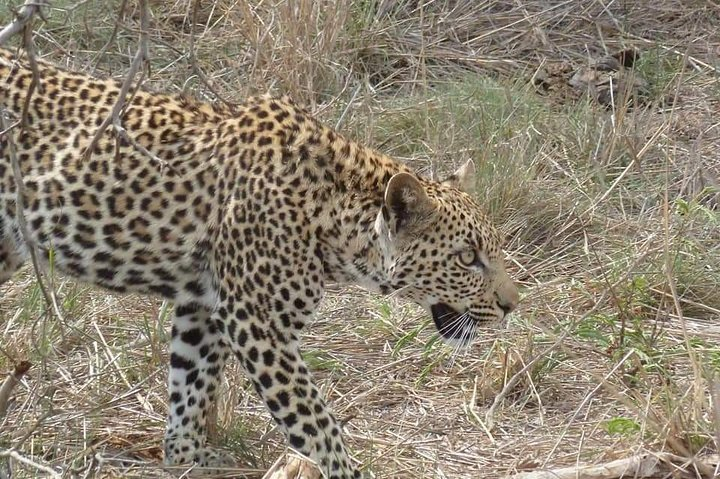 Full-day Kruger Park Safari - Photo 1 of 6